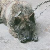 梦幻猎犬头像
