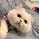 用户2338379608575头像