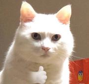 狗贼吃我一键的个人资料头像