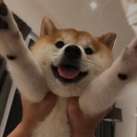 ウルトラマン939头像