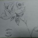 wei57042的个人资料头像