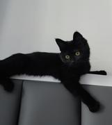 贪吃的猫0_0的个人资料头像