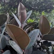 化身博士的个人资料头像