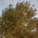 赤子之心omm头像