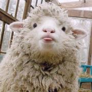 Giggle_Man的个人资料头像