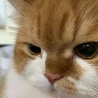 睡眠艺术家602头像