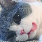 是知夏阿的个人资料头像