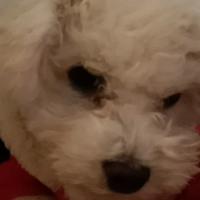 淡泊的雪梨GxJ头像