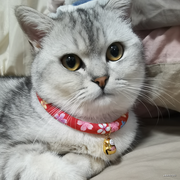 璐可非的个人资料头像