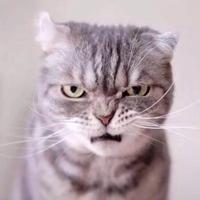 胆大的羊咩咩头像