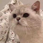 rtree的个人资料头像