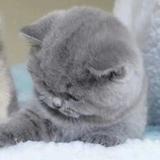 小猪佩奇他爹的爹头像