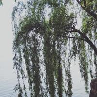 1貌似纯洁1头像