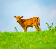 damaoz的个人资料头像