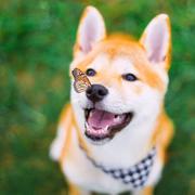 地瓜皇的个人资料头像