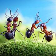 AIAntBoy的个人资料头像