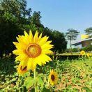 依然范特西V头像