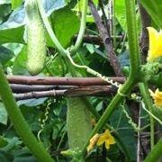 不瘦下来不改名了的个人资料头像