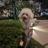 胖妞拍案头像