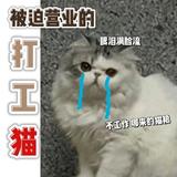 皓灬崽崽头像