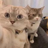 小团子和大团子头像