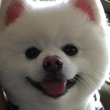 节目头像