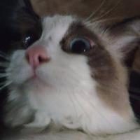 用户7394120319775头像