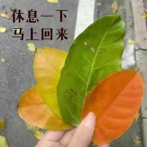 快剪国漫、头像