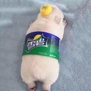 柒玖叁的个人资料头像