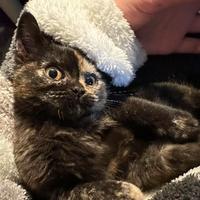 一大口煤球头像