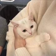 前端小菜鸟n号的个人资料头像