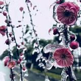 凤头像