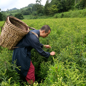 诸葛神草头像