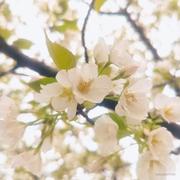 suhui的个人资料头像