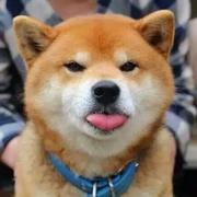 队长_别开枪_是我的个人资料头像