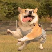 玩世不恭i423的个人资料头像