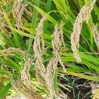 我家在津南地里种着小站稻头像