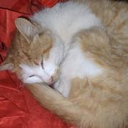 阿峰0的个人资料头像