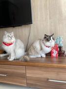 胆小鬼001的个人资料头像