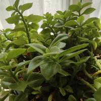 风轻云淡呃呃呃头像