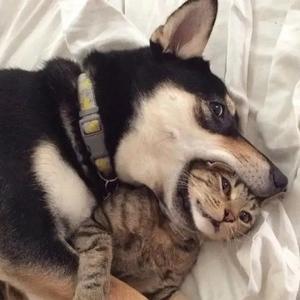 谁动了我的勃朗宁头像