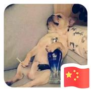 a王晓刚的个人资料头像