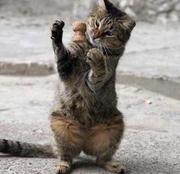 Vplus的个人资料头像