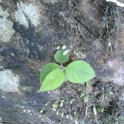 风云306的个人资料头像