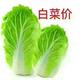 仁爱钢琴Mpx头像