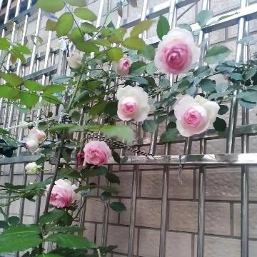 爱思考的粉龙头像