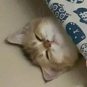 番茄将军的个人资料头像