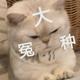 对方正在输入且66头像