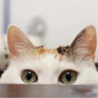 胡椒粉过敏头像