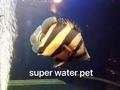 荔湾区正华水族店头像